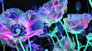 Flowers in bloom